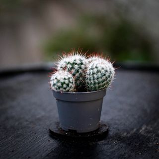Mammillaria bombycina