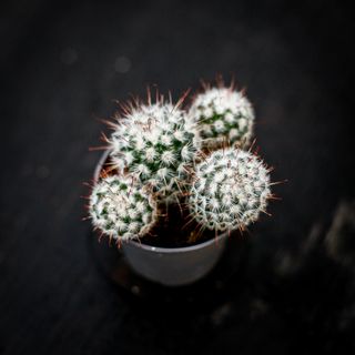 Mammillaria bombycina