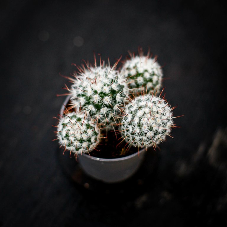 Mammillaria bombycina 6 cm