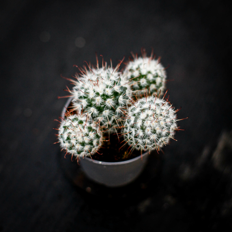 Mammillaria bombycina kaktus