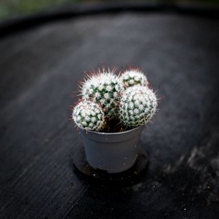 Mammillaria bombycina