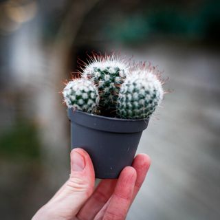 Mammillaria bombycina