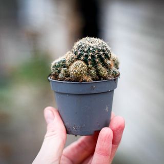 Matucana pilzii RÄDDA MIG!