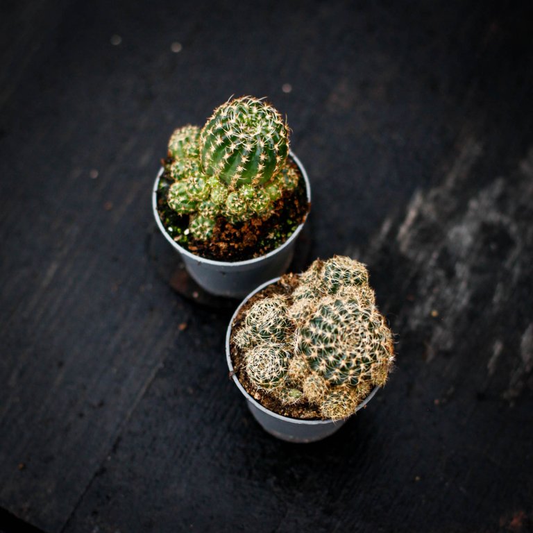Matucana pilzii 6 cm