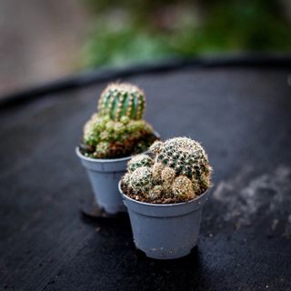 Matucana pilzii RÄDDA MIG!