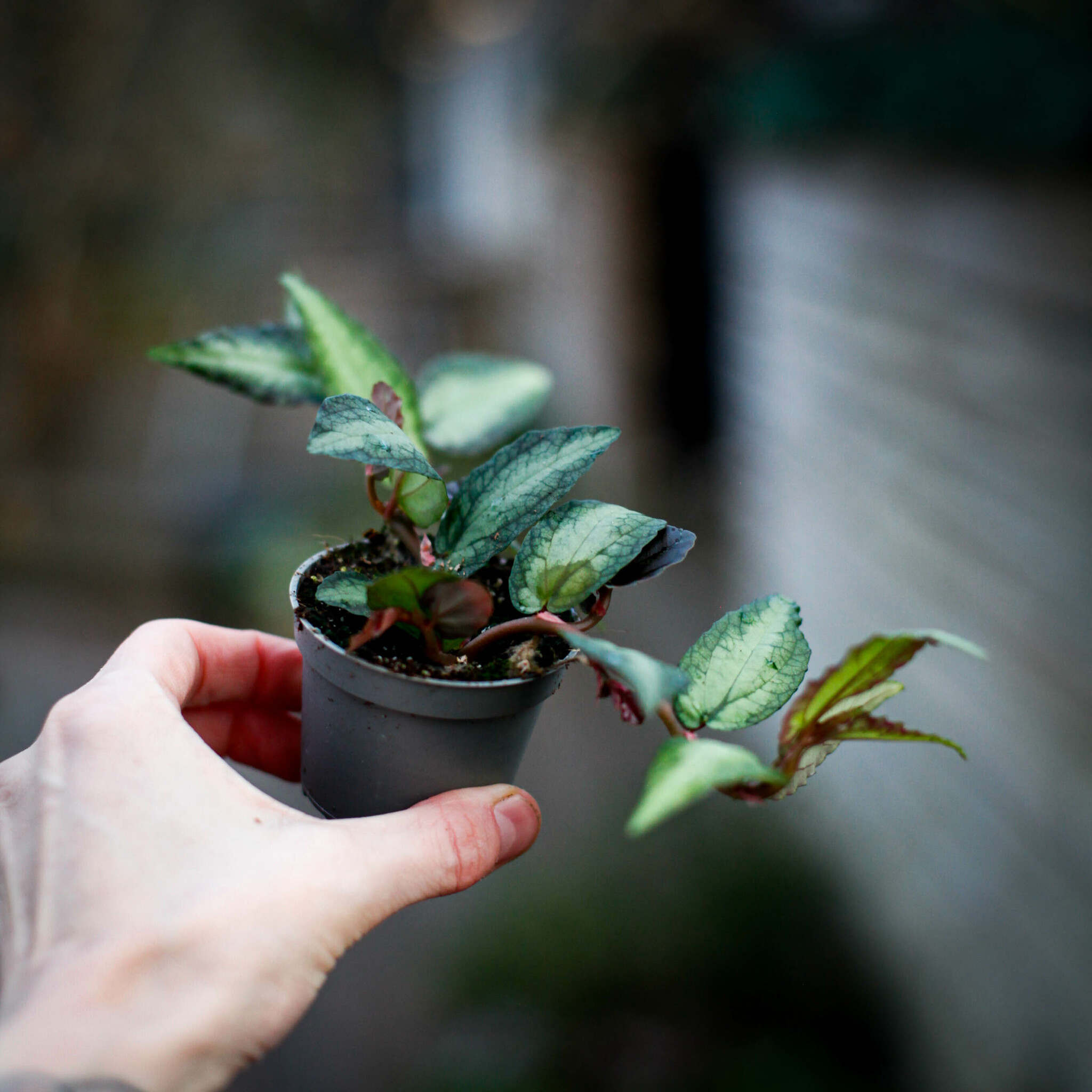 Pellionia repens med mönstrade gröna och silvriga blad