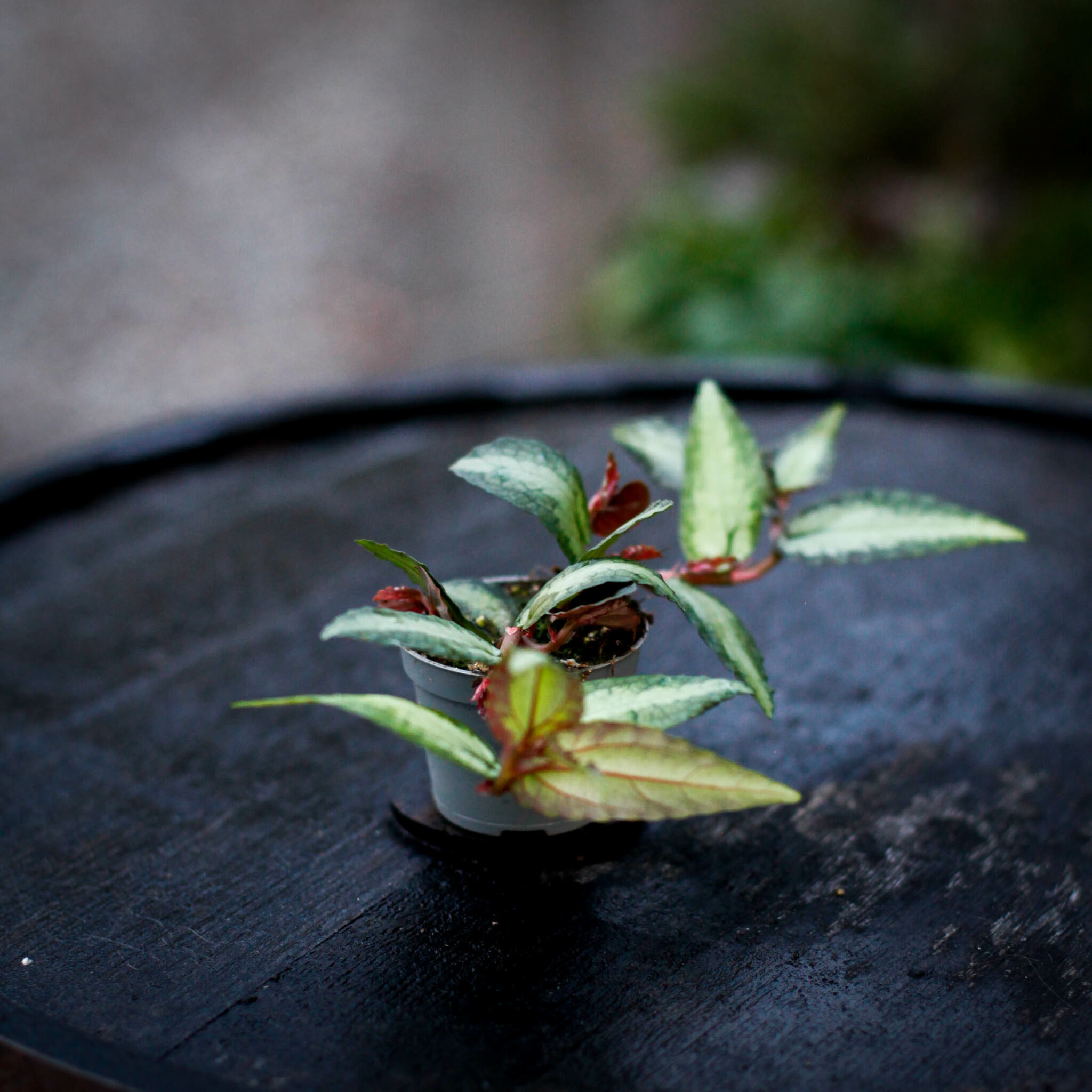 Pellionia repens med krypande stjälkar och mönstrade blad