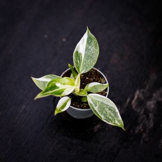 Philodendron 'White Wizard'