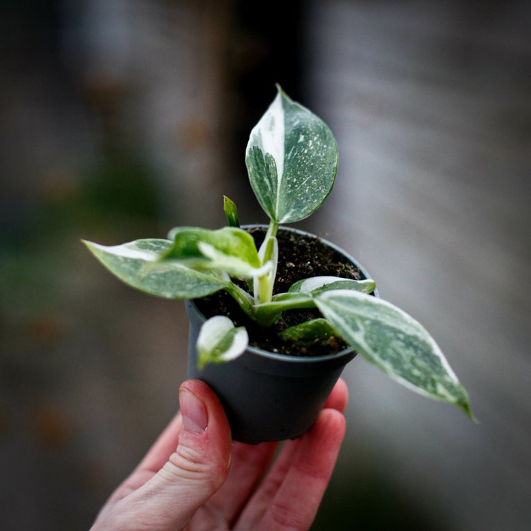 Philodendron 'White Wizard' 6 cm