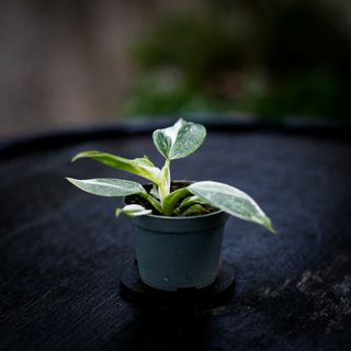 Philodendron 'White Wizard'