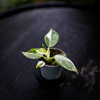 Philodendron 'White Wizard'