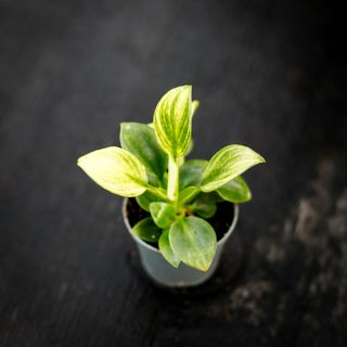 Philodendron 'White Veins'