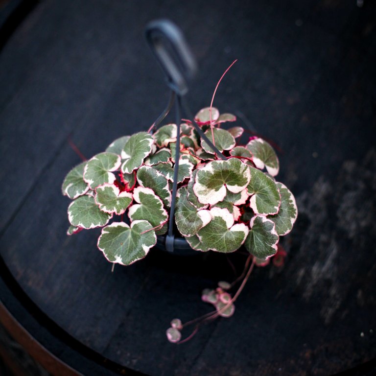 Saxifraga 'Tricolor' i ampel 10,5 cm