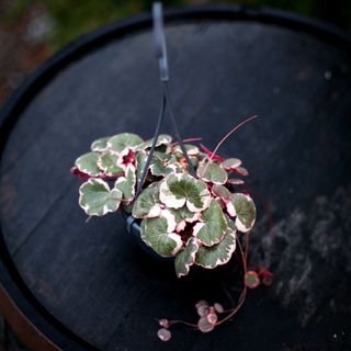 Saxifraga 'Tricolor' i ampel
