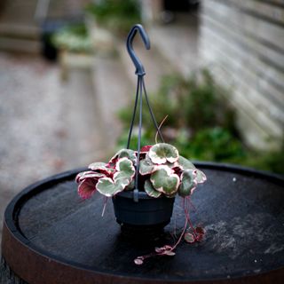 Saxifraga 'Tricolor' i ampel