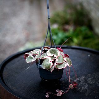 Saxifraga 'Tricolor' i ampel