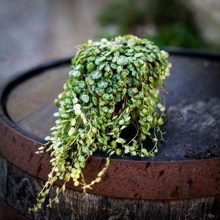 Peperomia prostrata 12 cm