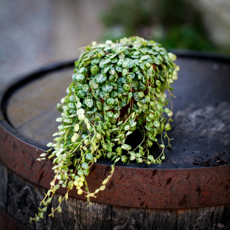 Peperomia prostrata 12 cm