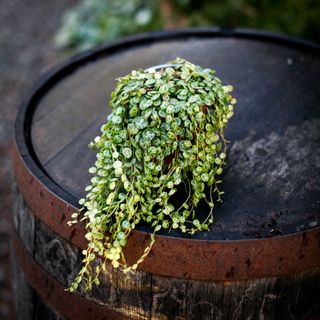 Peperomia prostrata 12 cm