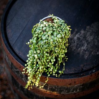 Peperomia prostrata 12 cm