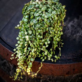 Peperomia prostrata 12 cm