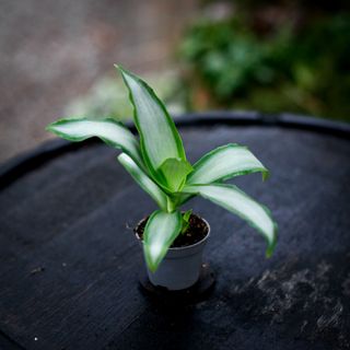 Murdannia 'Bright Star'