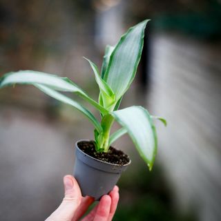 Murdannia 'Bright Star'