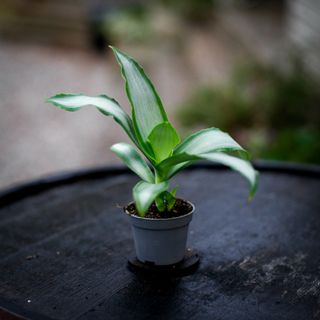 Murdannia 'Bright Star'