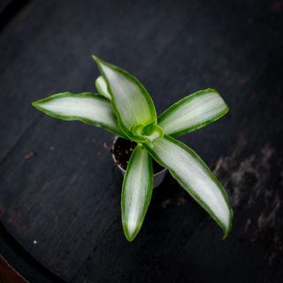 Murdannia 'Bright Star'