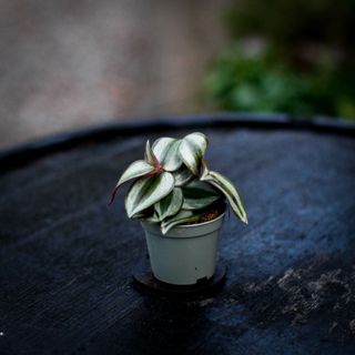 Tradescantia 'Pink Joy'