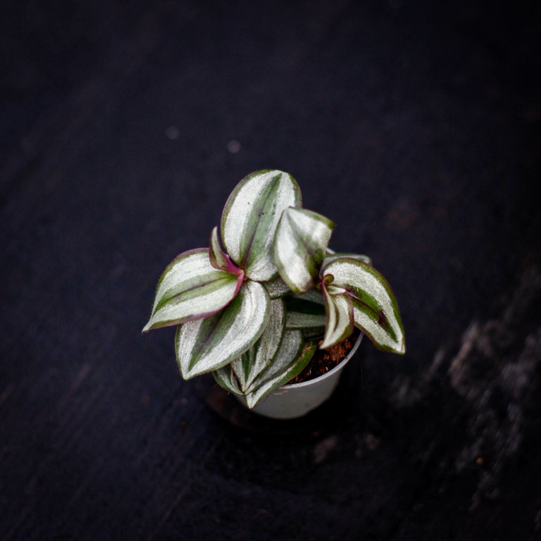 Tradescantia 'Pink Joy' 6 cm
