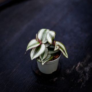Tradescantia 'Pink Joy'