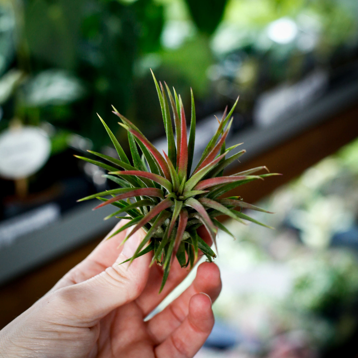 Tillandsia ionantha Red luftplanta
