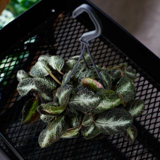 Episcia i ampel