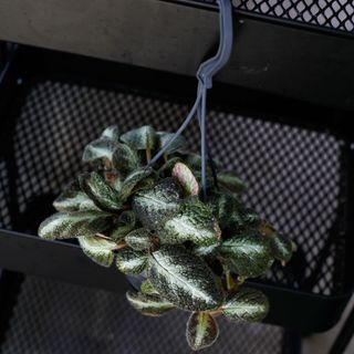 Episcia i ampel