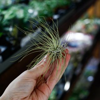 Tillandsia argentea