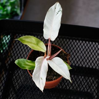 Philodendron 'Snowdrift' 12 cm