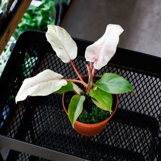 Philodendron 'Snowdrift' 12 cm