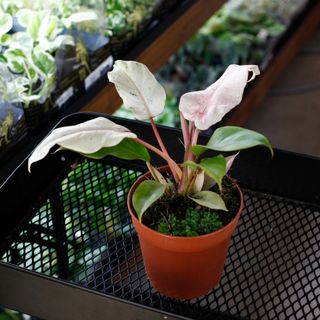 Philodendron 'Snowdrift' 12 cm