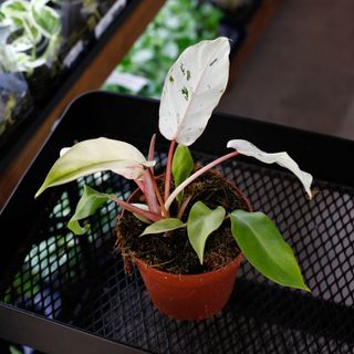 Philodendron 'Snowdrift' 12 cm