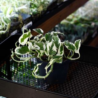 Epipremnum 'N'joy' 12 cm