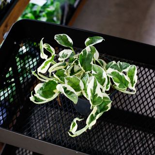 Epipremnum 'N'joy' 12 cm