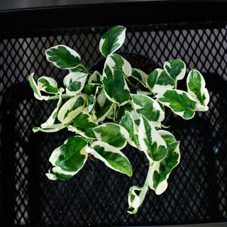 Epipremnum 'N'joy' 12 cm