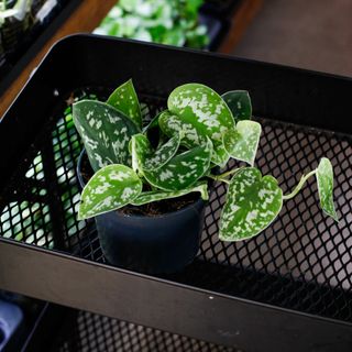 Scindapsus 'Argyraeus' 12 cm