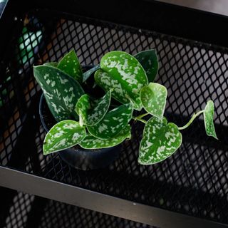 Scindapsus 'Argyraeus' 12 cm