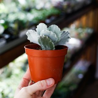 Cotyledon undulata 8,5 cm