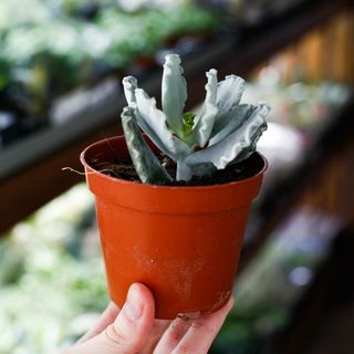 Cotyledon undulata 8,5 cm