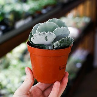 Cotyledon undulata 8,5 cm