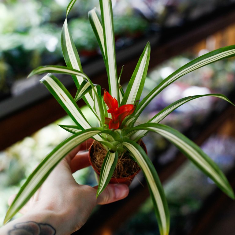 Guzmania 'Ice Cream' 6 cm