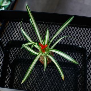 Guzmania 'Ice Cream'